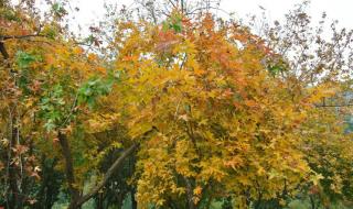 花香鸟语指什么生肖 花香鸟语指什么生肖